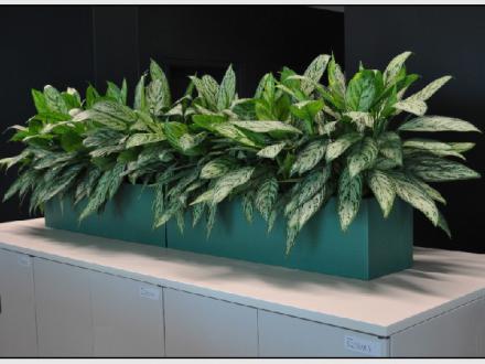 Action Indoor Plant Hire Action Indoor Plant Hire