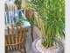 Action Indoor Plant Hire Action Indoor Plant Hire