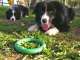 Alida's Pet Resort Alida's Pet Resort