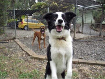 Alida's Pet Resort Alida's Pet Resort