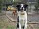Alida's Pet Resort Alida's Pet Resort