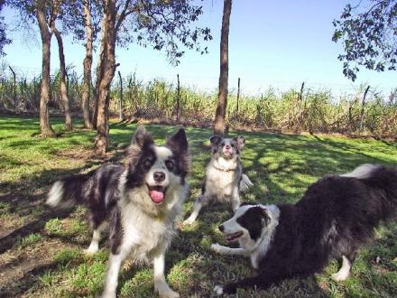 Alida's Pet Resort Alida's Pet Resort
