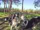 Alida's Pet Resort Alida's Pet Resort