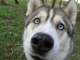 Alida's Pet Resort Alida's Pet Resort