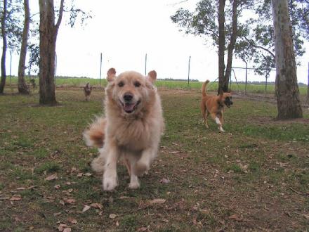 Alida's Pet Resort Alida's Pet Resort