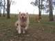 Alida's Pet Resort Alida's Pet Resort