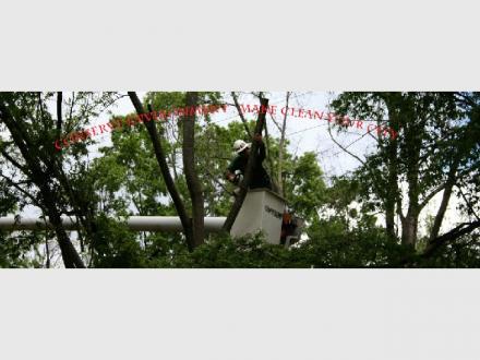 Ali's tree lopping in Brisbane 