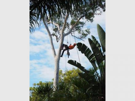 AllRound Tree Services