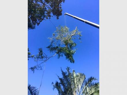 AllRound Tree Services