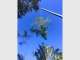 AllRound Tree Services