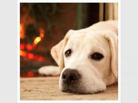 Carpet Cleaners Ipswich Carpet Cleaners Ipswich