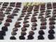Chocolae-Handcrafted Artistic Chocolates