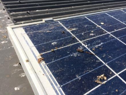 Crystal Claar Solar