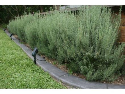 Definition Landscape and Design