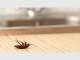 DIY Pest Control Brisbane DIY Pest Control Brisbane