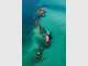 Dolphins in Paradise