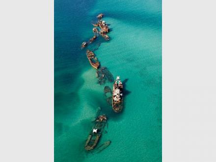 Dolphins in Paradise