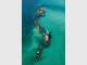 Dolphins in Paradise