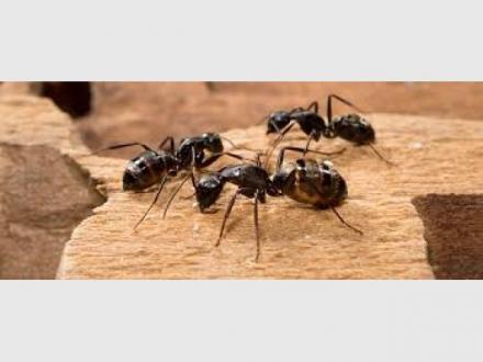 Flea Control Brisbane Flea Control Brisbane
