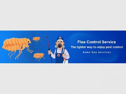 Flea Control Brisbane Flea Control Brisbane