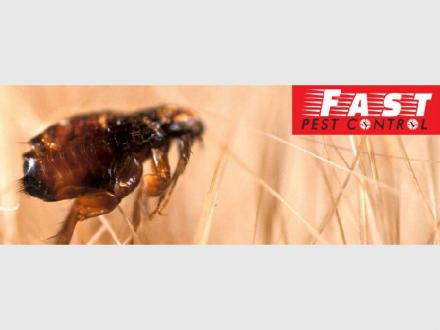 Flea Control Brisbane Flea Control Brisbane