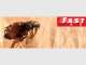 Flea Control Brisbane Flea Control Brisbane