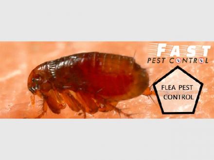 Flea Control Brisbane Flea Control Brisbane