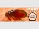 Flea Control Brisbane Flea Control Brisbane