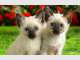 Helene's Holiday Pet Sitting Redcliffe