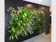 IEQ Indoor Plants