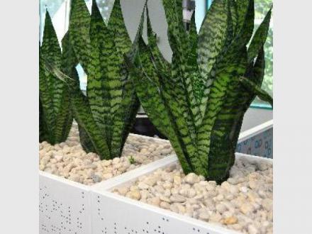 IEQ Indoor Plants IEQ Indoor Plants