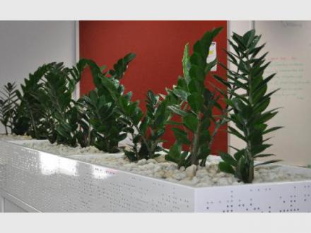 IEQ Indoor Plants