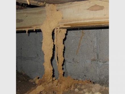 LEDA Termite Management LEDA Termite Management