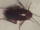 Pest Control Brisbane Pest Control Brisbane
