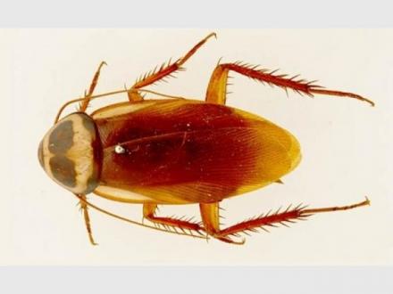 Pest Control Brisbane Pest Control Brisbane