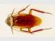 Pest Control Brisbane Pest Control Brisbane