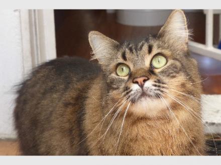 Sahaja Animal Healing Sahaja Animal Healing