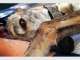 Sahaja Animal Healing Sahaja Animal Healing