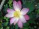 Sahaja Animal Healing Sahaja Animal Healing