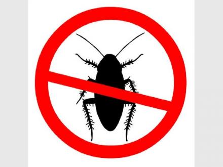 Swarm Pest Control Brisbane