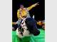 The Ultimate Mechanical Bull Hire! The Ultimate Mechanical Bull Hire!