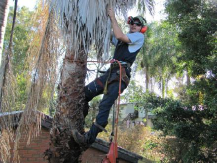Tree Lopping Brisbane