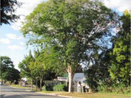 Tree Lopping Brisbane