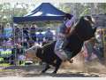 2015 Capalaba Silver Spur Bullride 