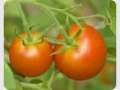 Brisbane Organic Growers Annual Fair 2015