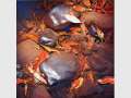 David Paulson 'Re-reflections' [New paintings!] June 2011