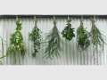 Herb Awareness ~ Queensland Herb Society Annual Event