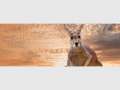 Kangaroo - Dendy Q&A