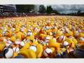 Support the Duck - Brisbane Duck Race Festival