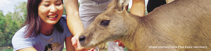 Kangaroo Feeding
